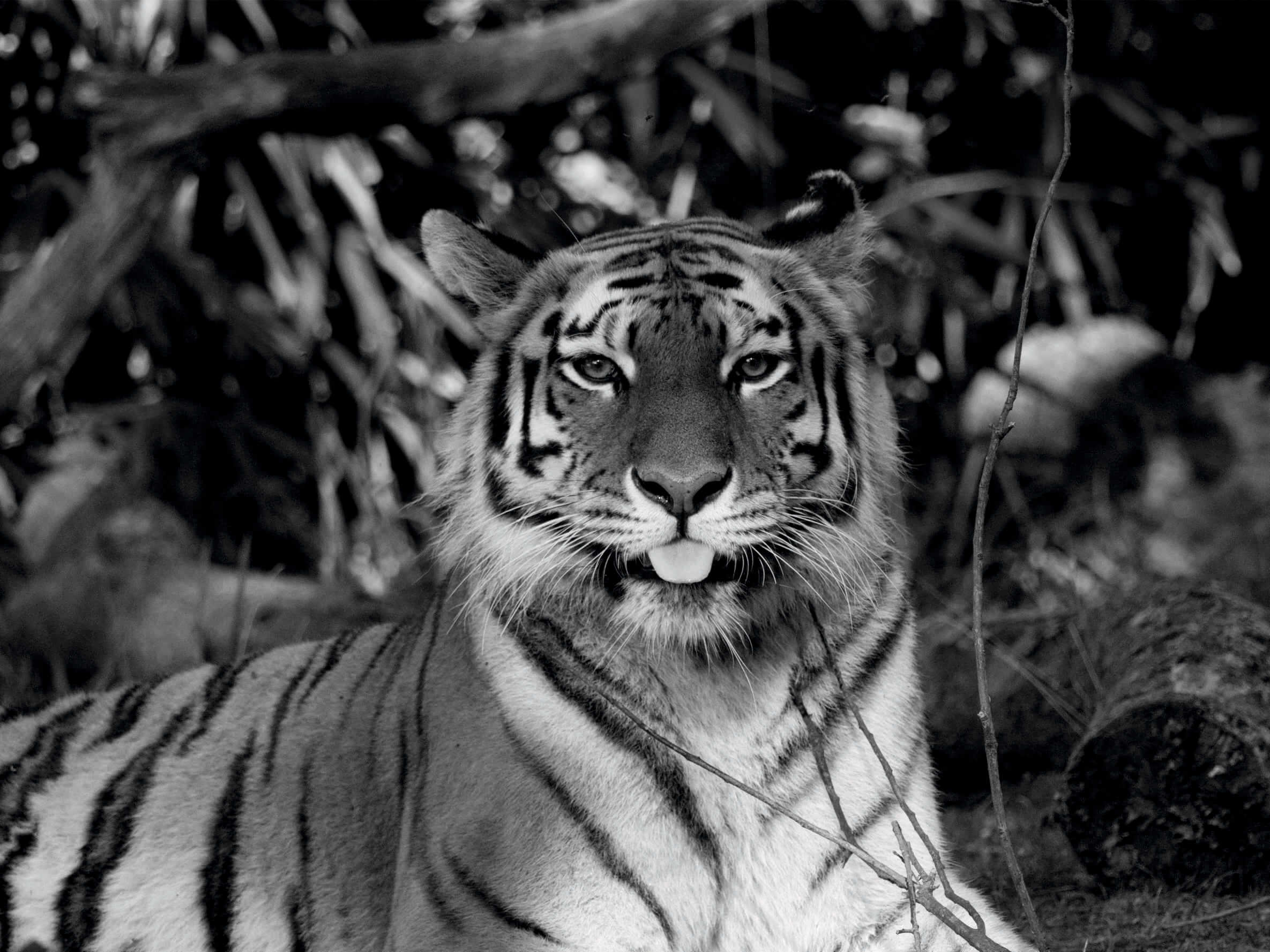 Амурский тигр — символ Дальнего Востока